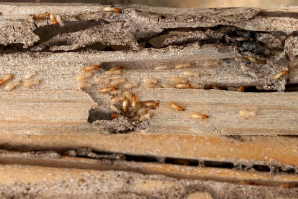 Algonquin, MD Pest Control Company